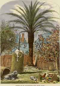 Scene in St Augustine - The Date Palm