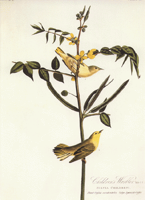 Children's Warbler