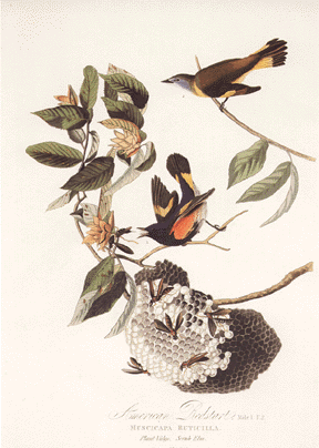 American Redstart