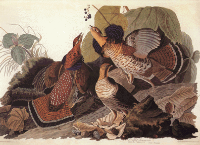 Ruffed Grouse