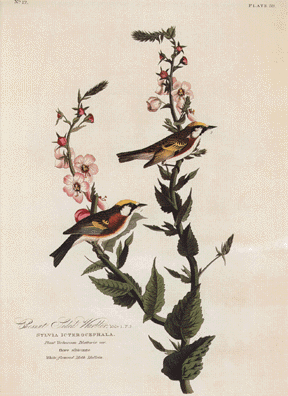 Chesnut-Sided Warbler