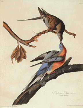 Passenger Pigeon