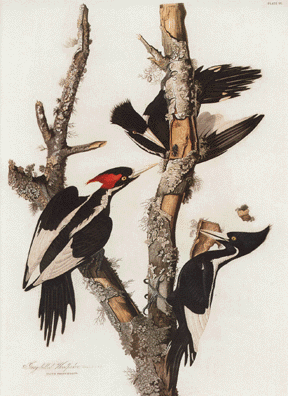Ivory Billed Woodpecker Ivory Billed Woodpecker