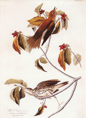 Wood Thrush Wood Thrush