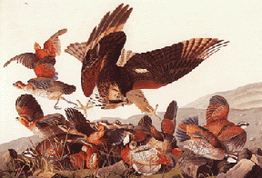 Virginia Partridge Virginia Partridge