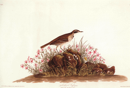 Prairie Titlark