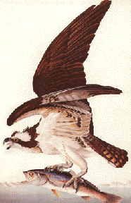 Osprey  Audubon Field Guide