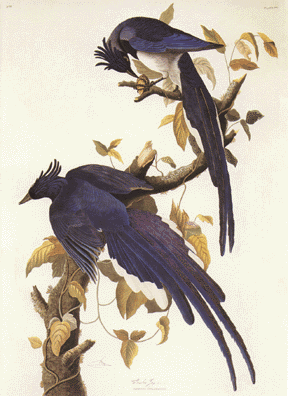 Columbia Jay Columbia Jay