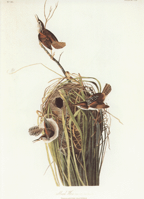 White Bellied Swallow