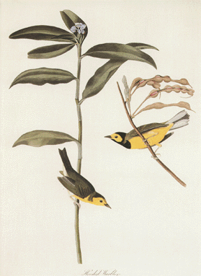 Hooded Warbler