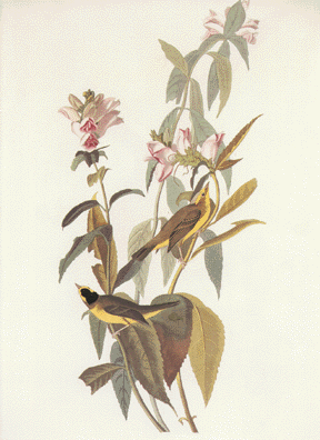 Green and Black Capped Flycatcher