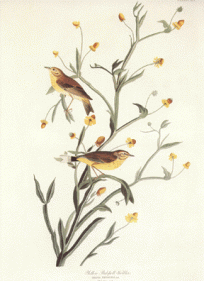 Yellow Red Poll Warbler