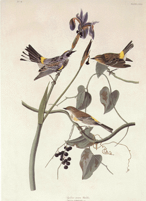 Yellow Crown Warbler
