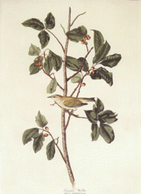 Tennessee Warbler