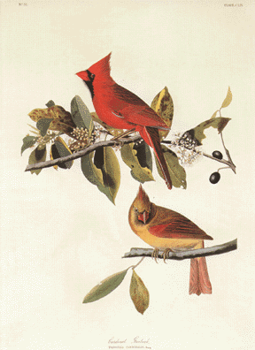 Cardinal Grosbeak