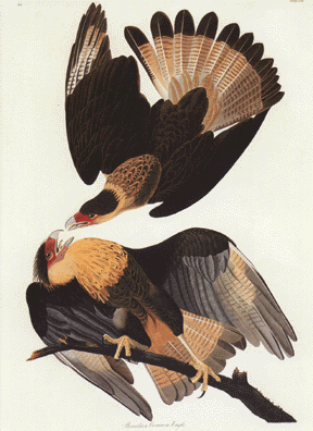 Brazilian Caracara Eagle