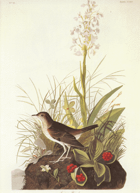 Tawny Thrush