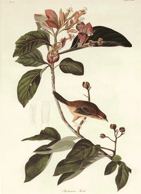 Bachman's Finch Bachman's Finch
