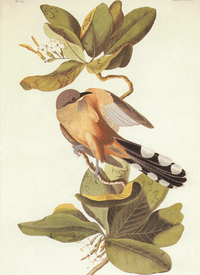 Mangrove Cuckoo