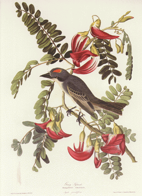 Gray Kingbird Gray Kingbird