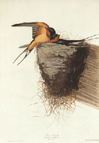 Barn Swallow