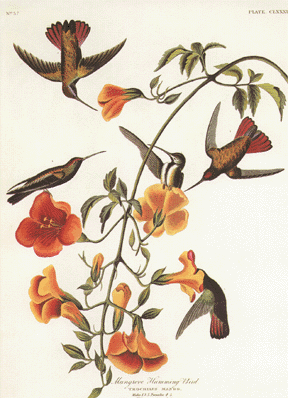 Mangrove Humming Bird Mangrove Humming Bird