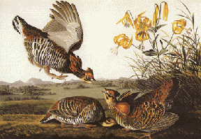 Pinneated Grouse