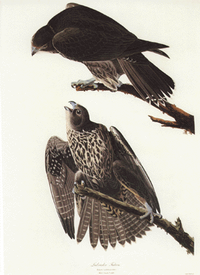 Labrador Falcon