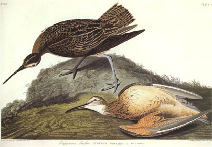 Esquimaux Curlew