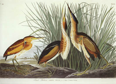 Least Bittern