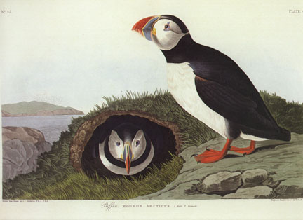 Puffin