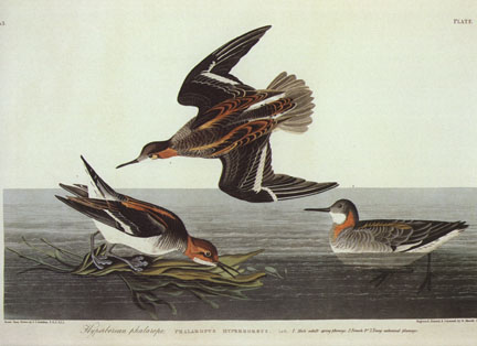 Northern Phalarope Northern Phalarope