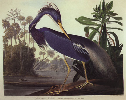 Louisiana Heron