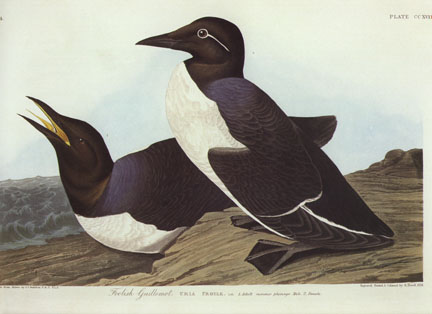 Foolish Guillemot