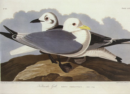 Kittiwake