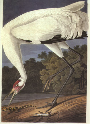 Whooping Crane