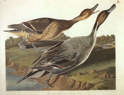 Pintail