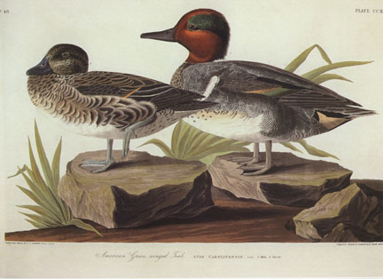 Green-Tailed Teal