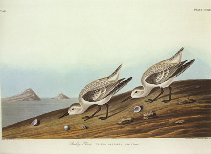 Sanderling Sanderling