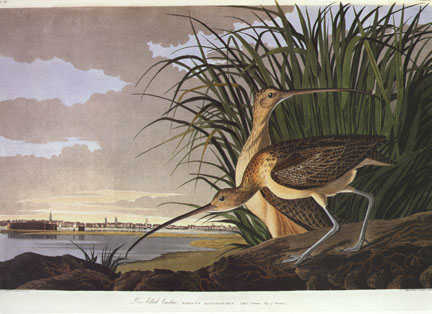 Long-Billed Curlew Long-Billed Curlew