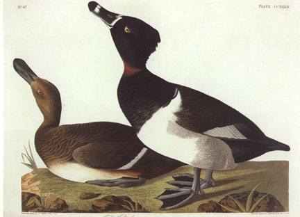 Ring-Necked Duck