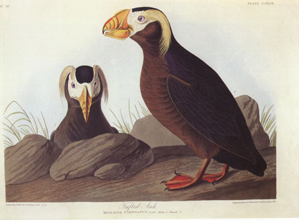 Tufted Puffin Tufted Puffin