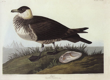 Pomarine Jaeger Pomarine Jaeger