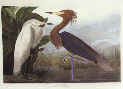 Purple Heron Purple Heron