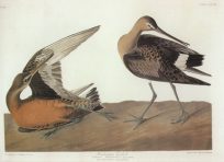 Hudsonian Godwit