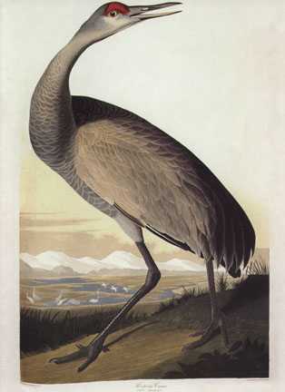 Hooping Crane Hooping Crane