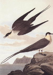 Long Tailed Jaegar Long Tailed Jaegar