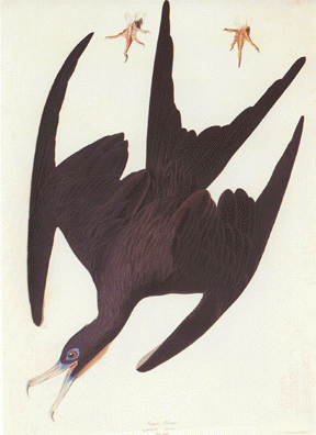 Frigate Pelican Frigate Pelican