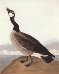 Hutchin's Goose