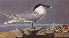 Cabots Tern